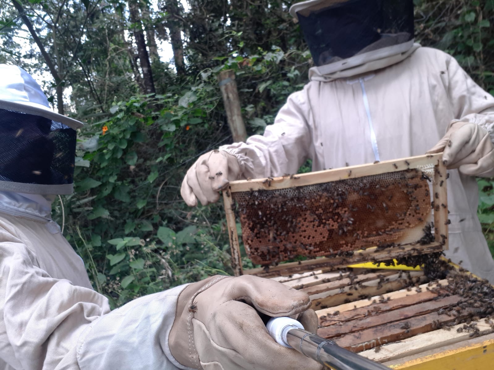 hive inspection by waiyaki way beekeepers