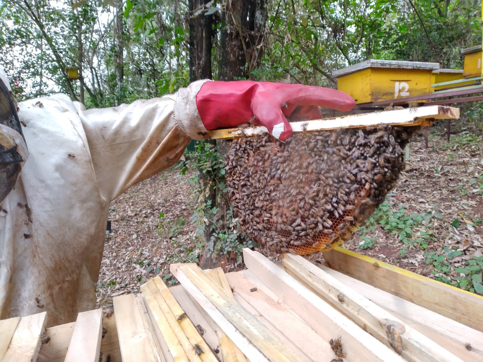 One of our Honey Harvesting Session