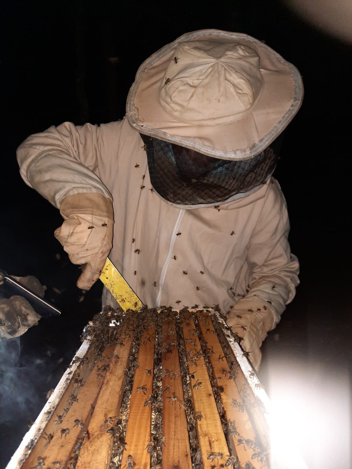 our staff harveting honey